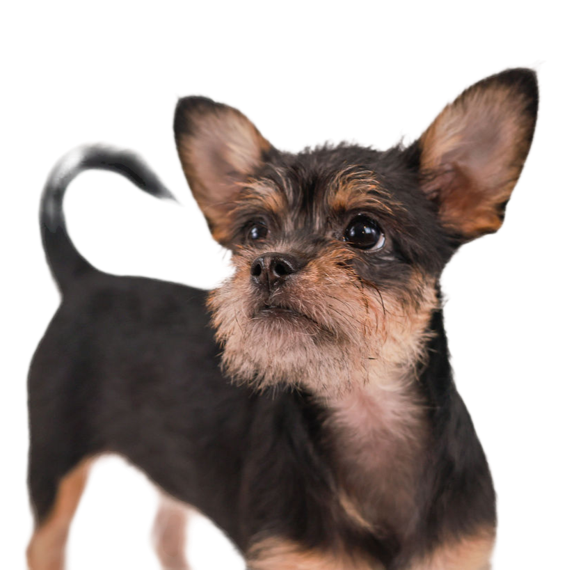 Curious black and tan rescue puppy with wide eyes and oversized ears, bringing energy and cuteness to every puppy party with Party Pups by Pudgy Pups Canada in Toronto.