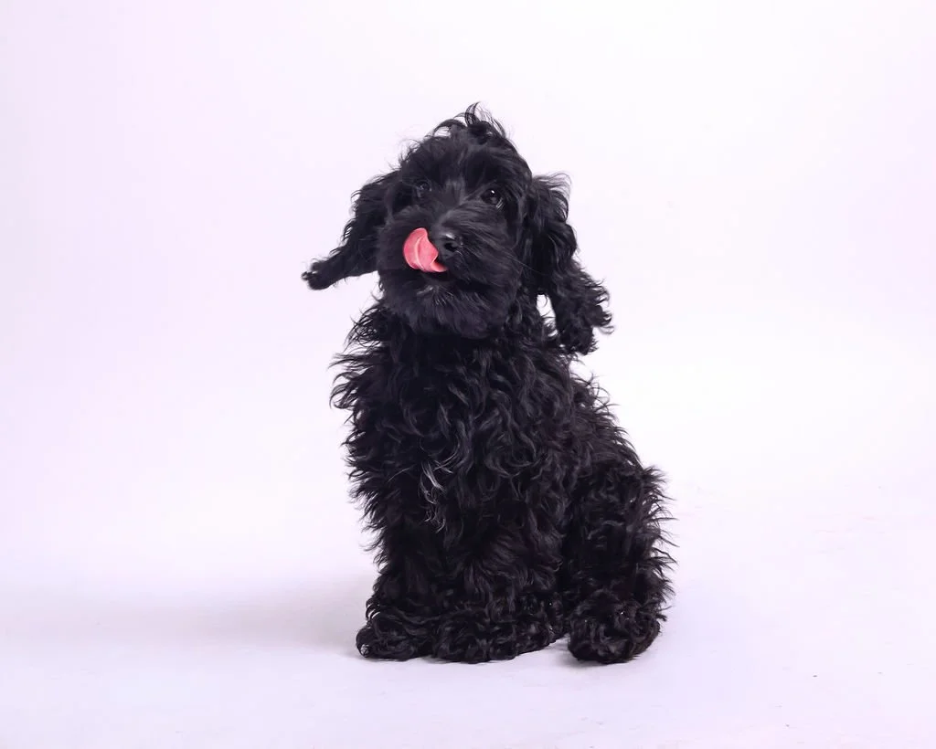 An image of a fluffy black rescue puppy licking her nose with a silly face, representative of the fun, engaging events Party Pups by Pudgy Pups Canada throws in Toronto at your own home or location.