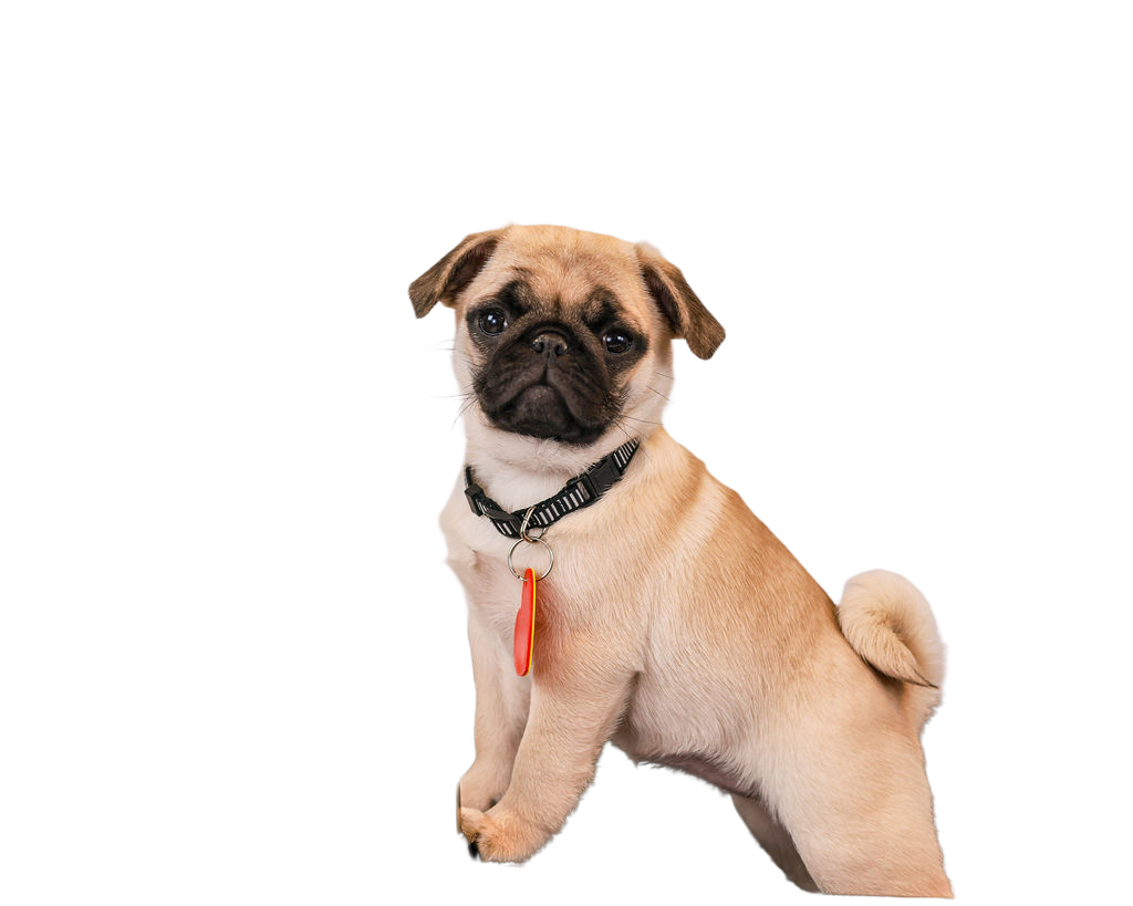 Charming tan pug rescue puppy wearing a collar, one of the stars of our at-home puppy parties with Party Pups by Pudgy Pups Canada.