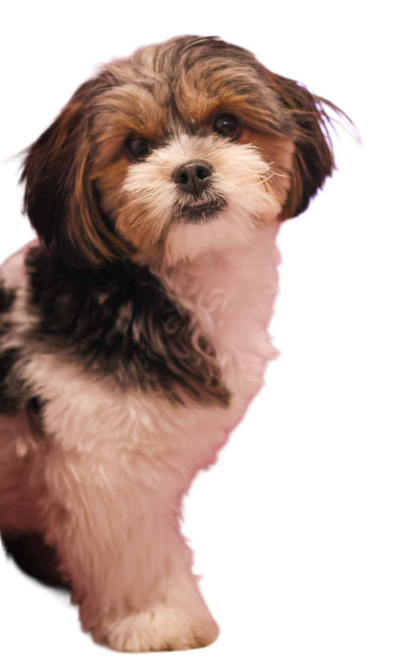Adorable tri-colored rescue puppy with fluffy fur and a soft pink glow, ready to bring cuddles and smiles to your next Toronto puppy party with Party Pups by Pudgy Pups Canada.