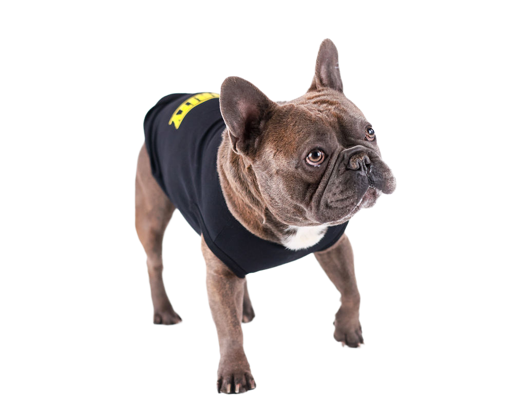 Serious-looking French bulldog in a black “SECURITY” shirt standing tall, keeping an eye on the fun at a Toronto rescue puppy party hosted by Party Pups.