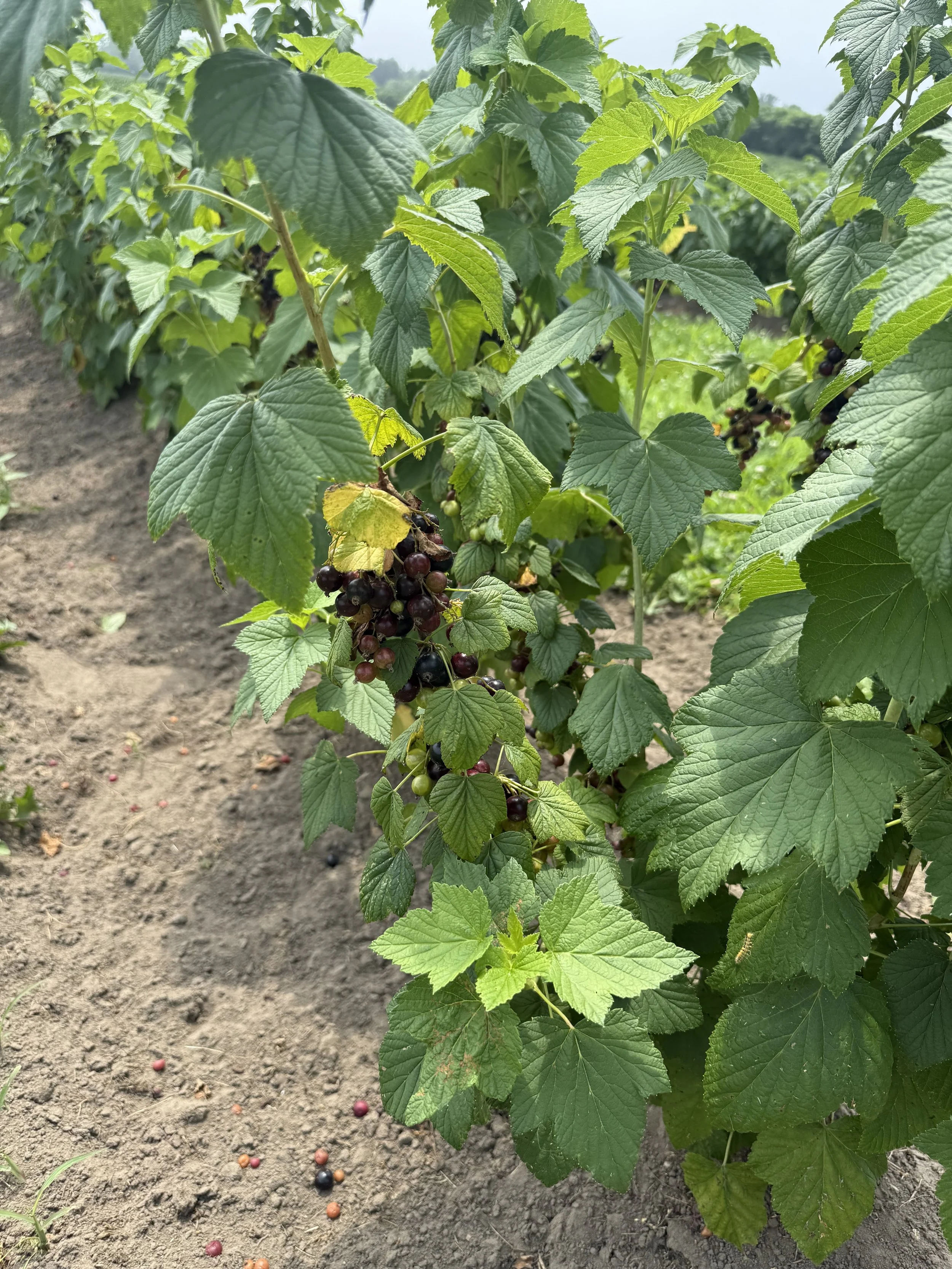 Blackberry plants with ripe blackberries growing on the bush in a cultivated field.