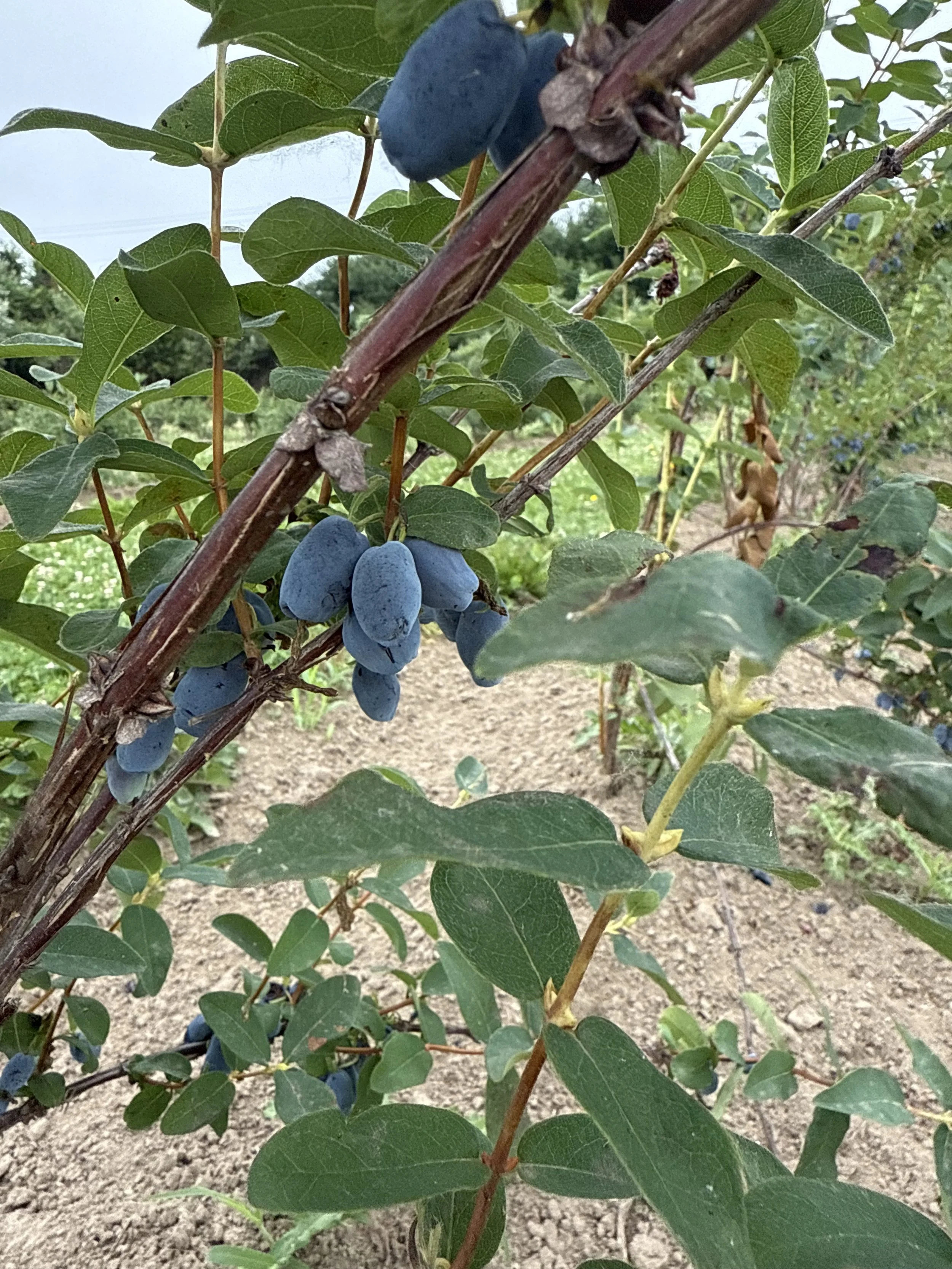 Blue berries growing on a bush with green leaves, in an outdoor farm or garden setting.