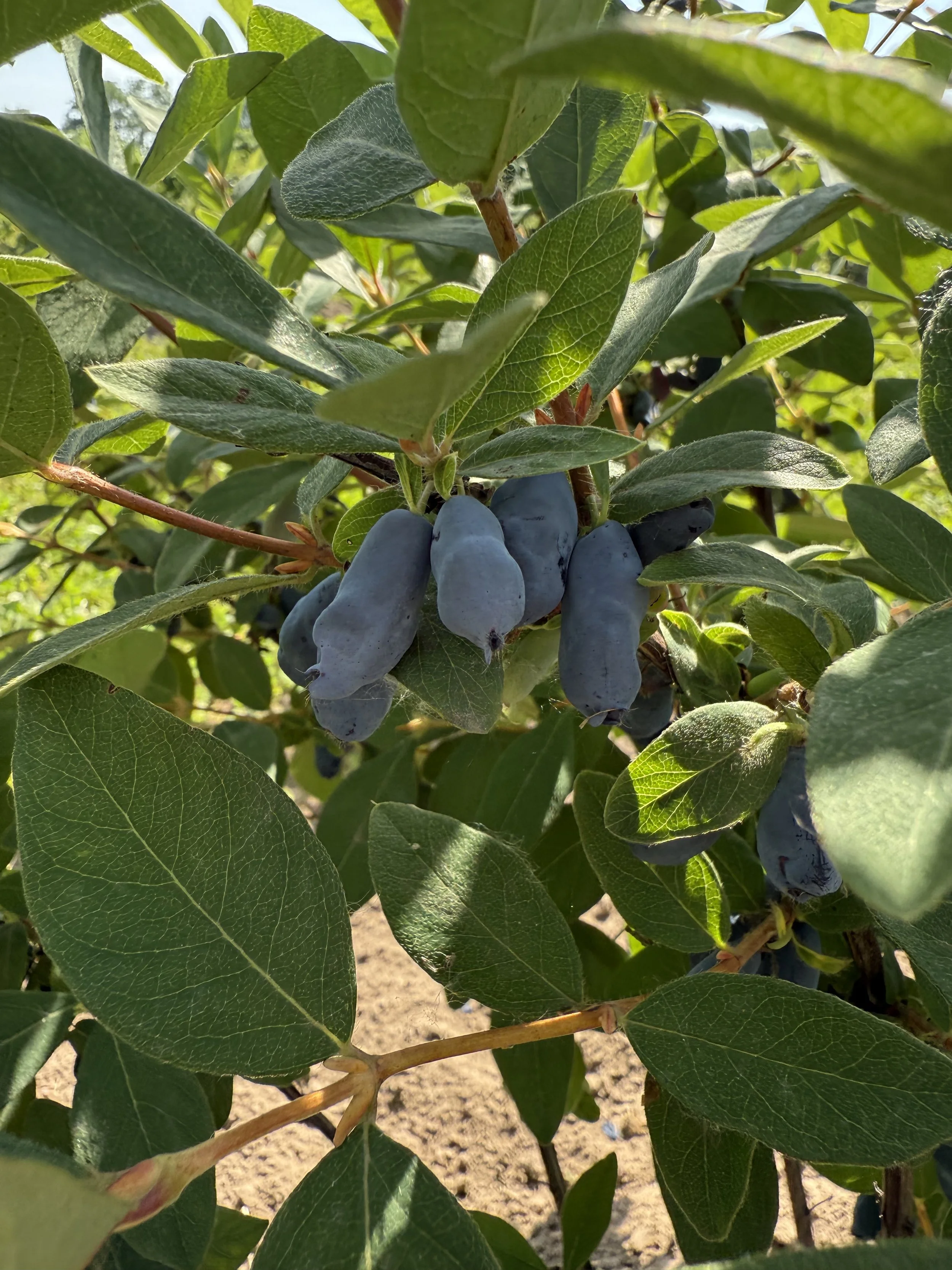 Close-up of ripe Haskap hanging on a bush surrounded by green leaves. kind of like blueberries