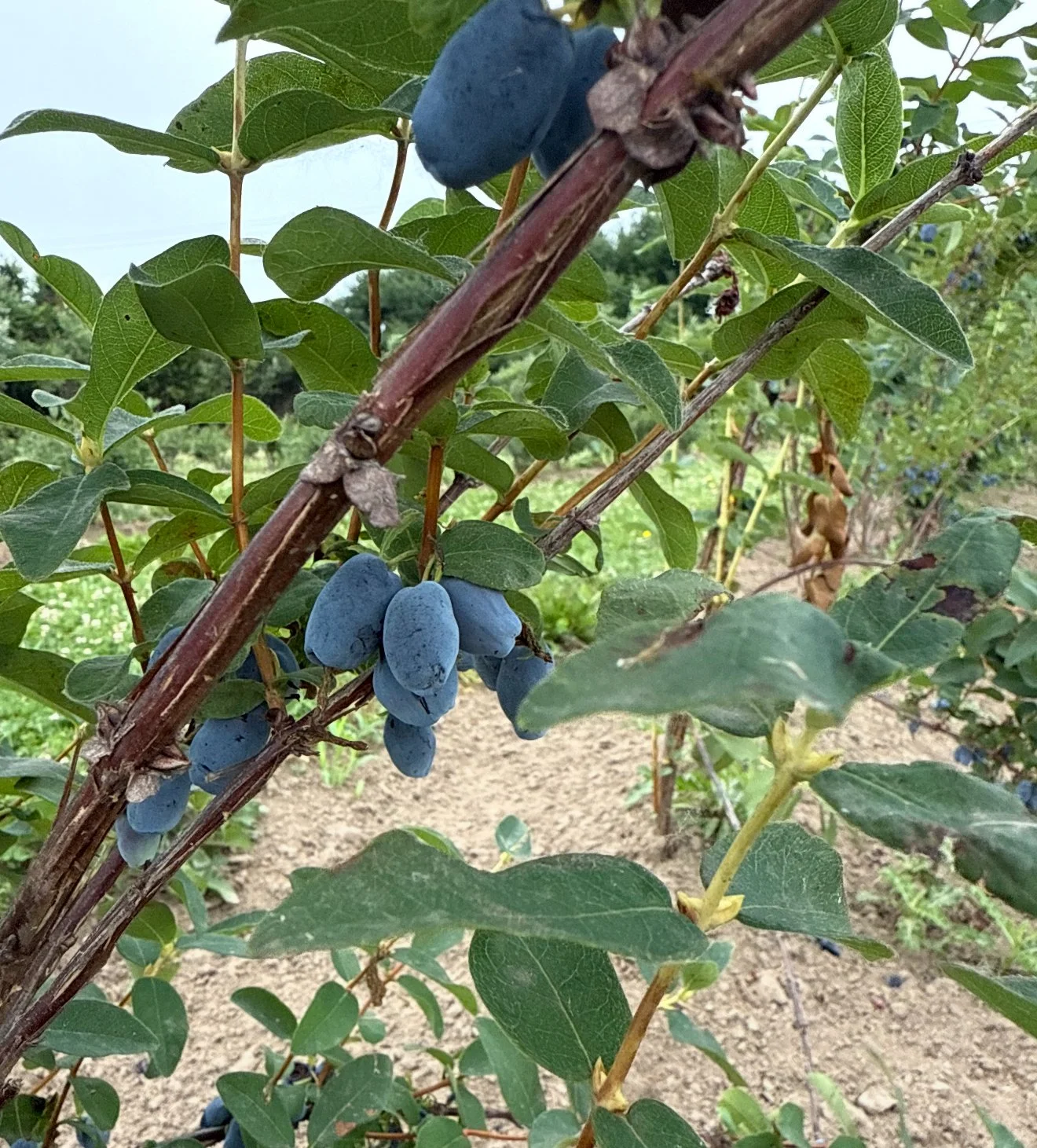 Haskap  growing on a bush with green leaves in an outdoor farm or garden setting.