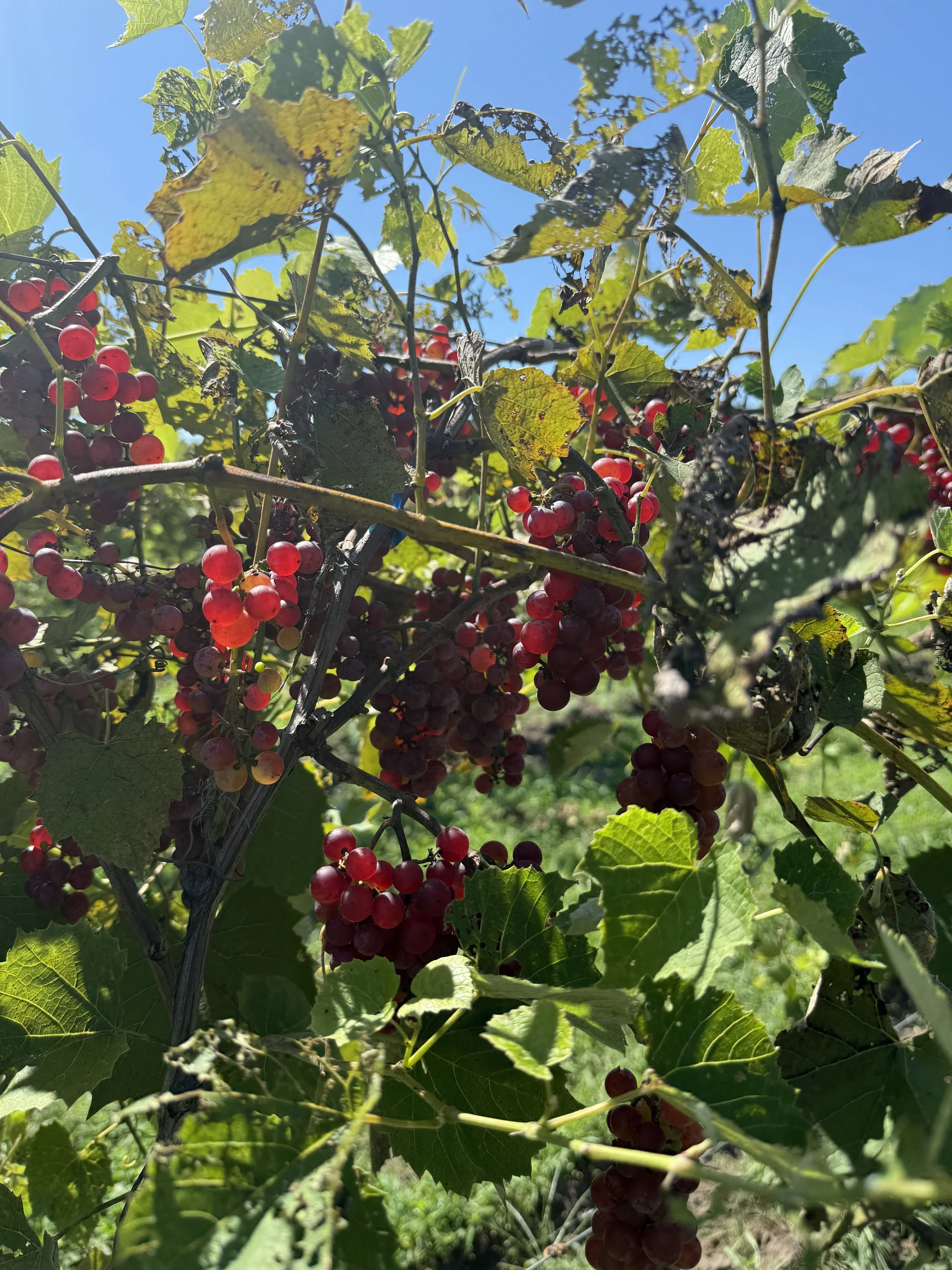 Red grape clusters hanging on vine leaves under a bright blue sky with sunlight filtering through.