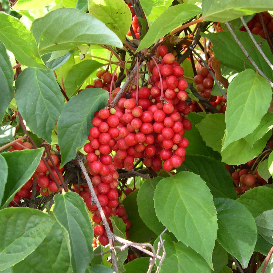 Clusters of red Schisandra berries hanging from a plant with green leaves.