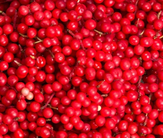 Organic Schisandra — Frozen (600 g)