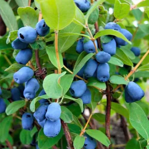 Clusters of ripe blue Haskap on a bush with green leaves.