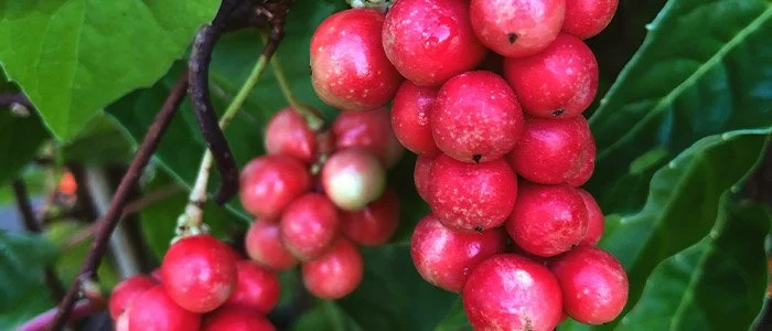 Bunches of pinkish-red Schisandra berries hanging on a branch surrounded by green leaves.