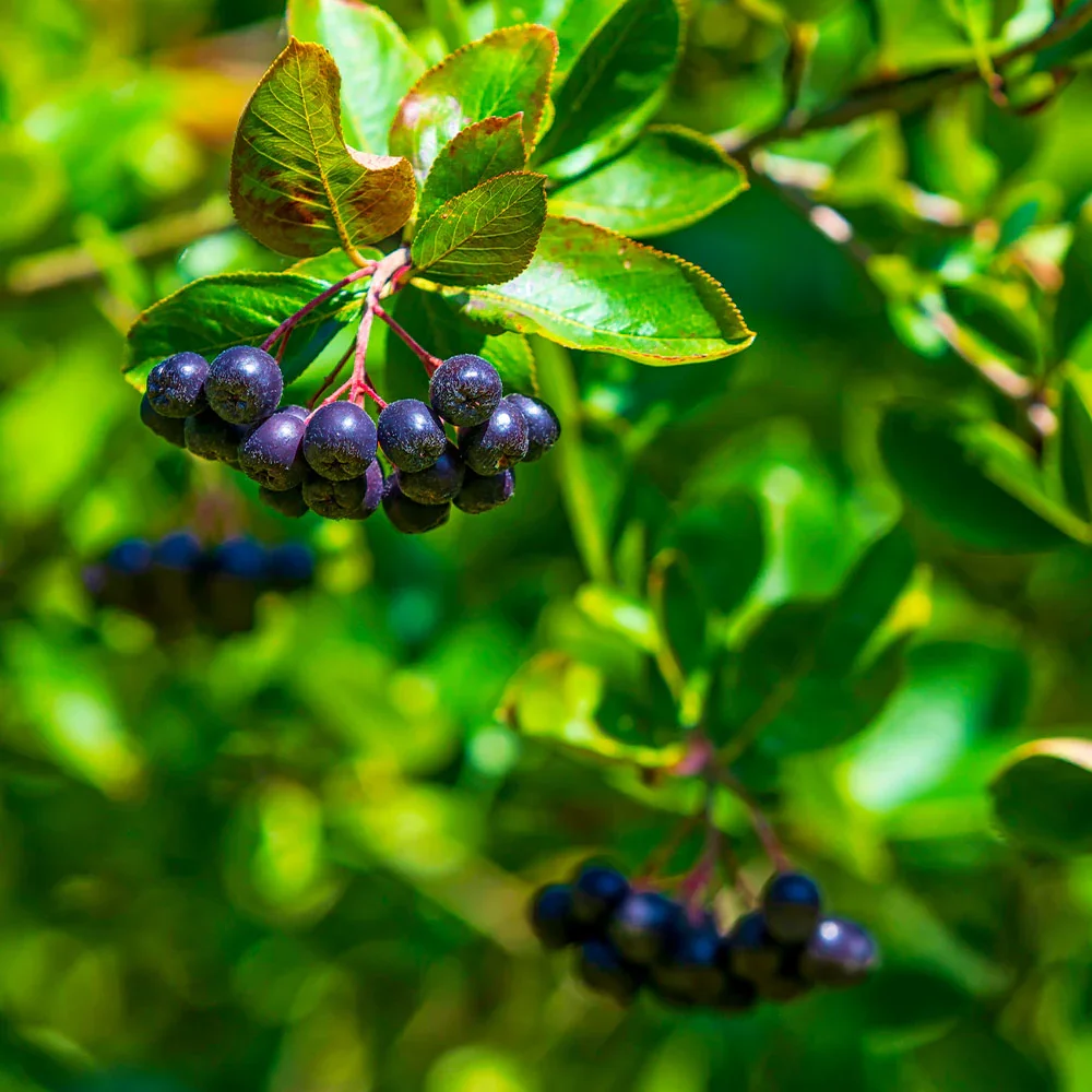 A cluster of ripe, dark purple Aronia berries hanging from a branch with green leaves.