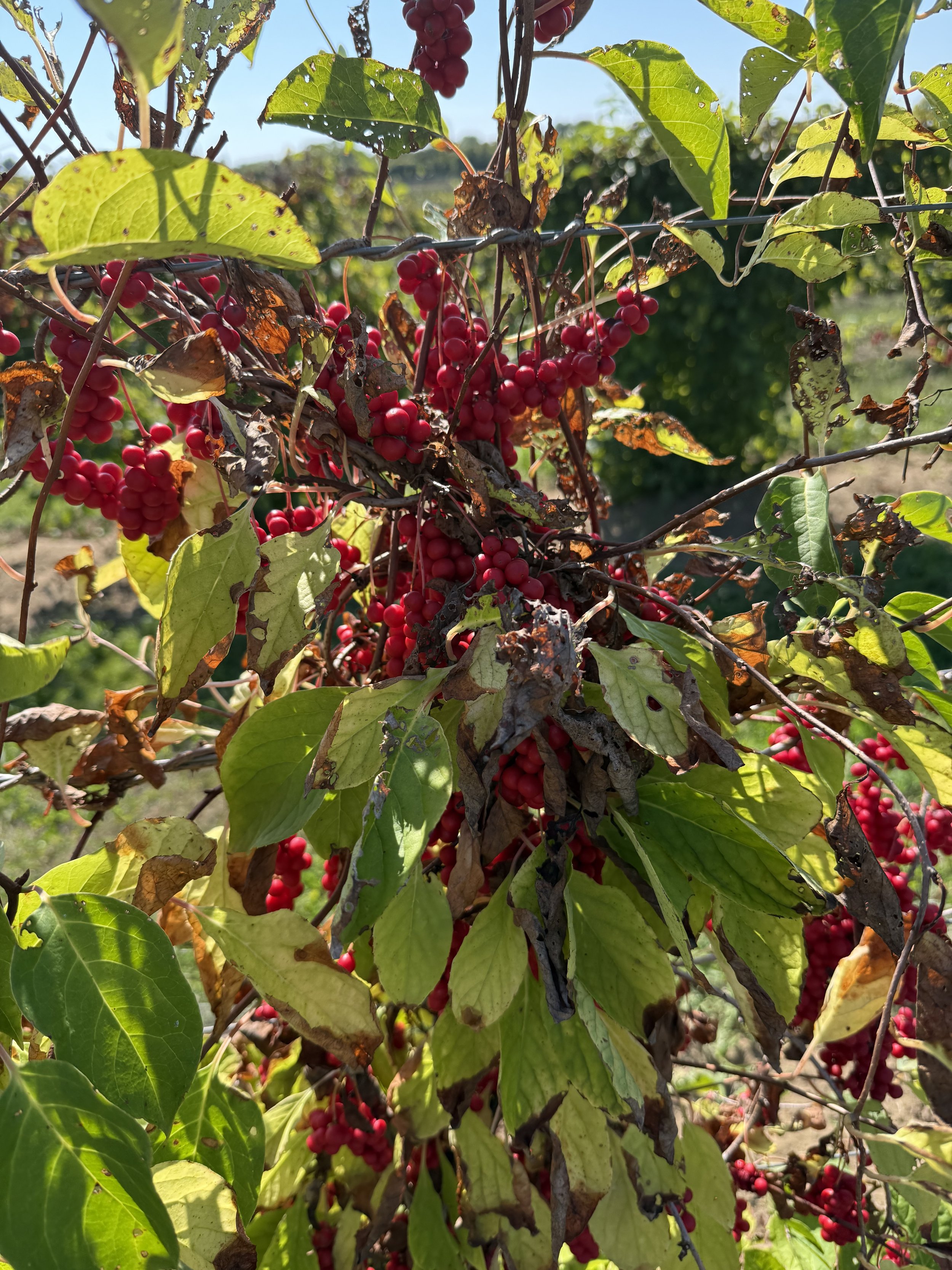 Red berries and green leaves on a vine, some with brown spots and damage, outdoors under sunlight.