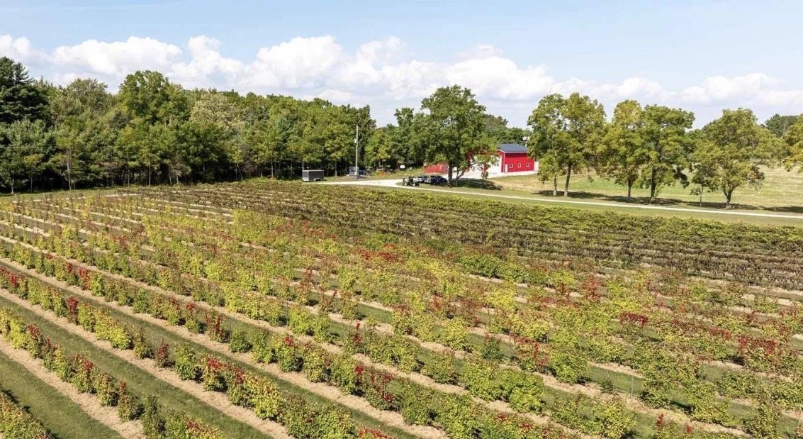 Vineyard with rows of grape vines, schisandra, aronia and black currant, and haskap and, green trees, a red barn, and parked cars under a partly cloudy sky.