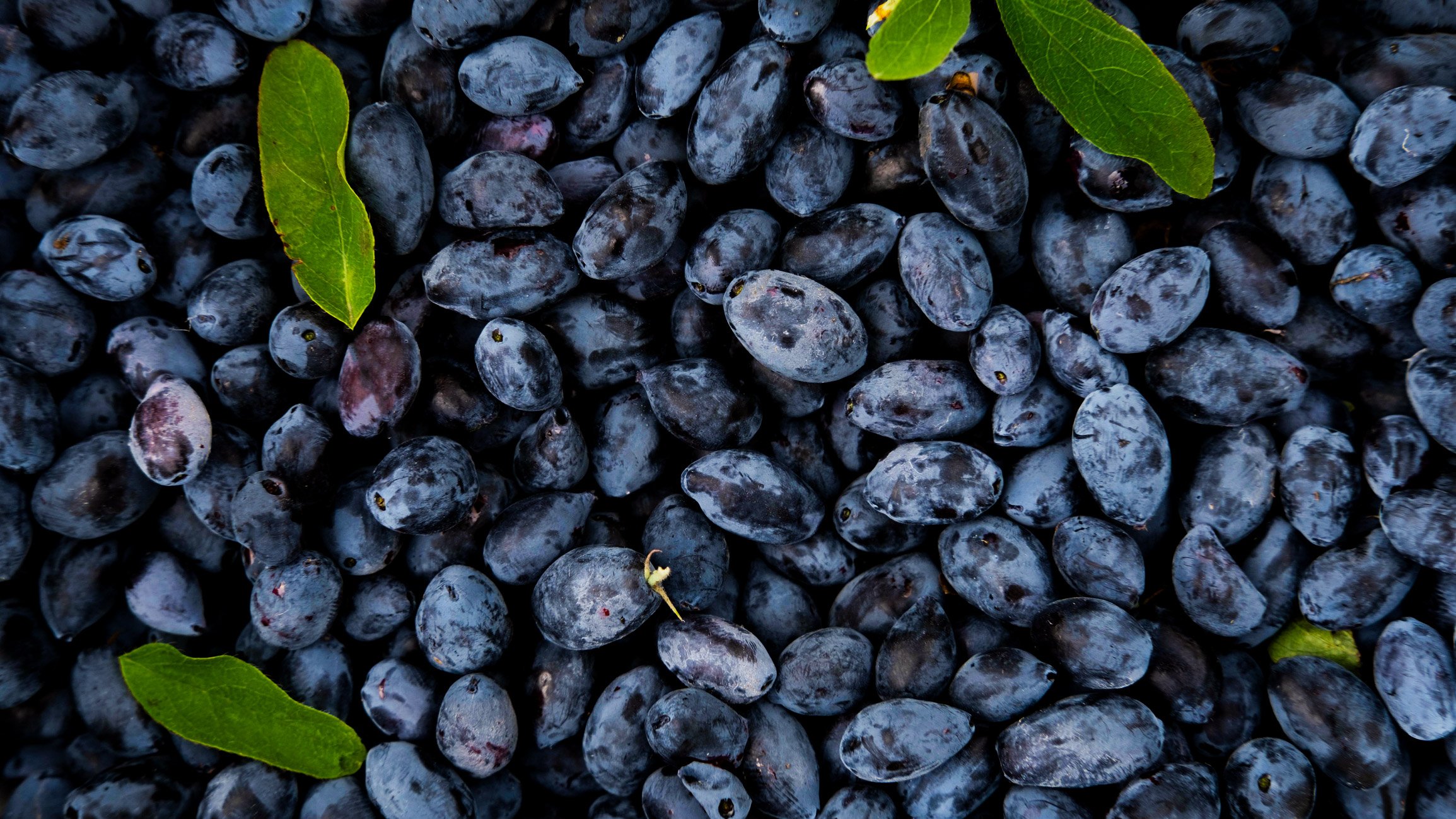 Close-up of a pile of dark blue or purple Haskab berries with green leaves scattered among them.