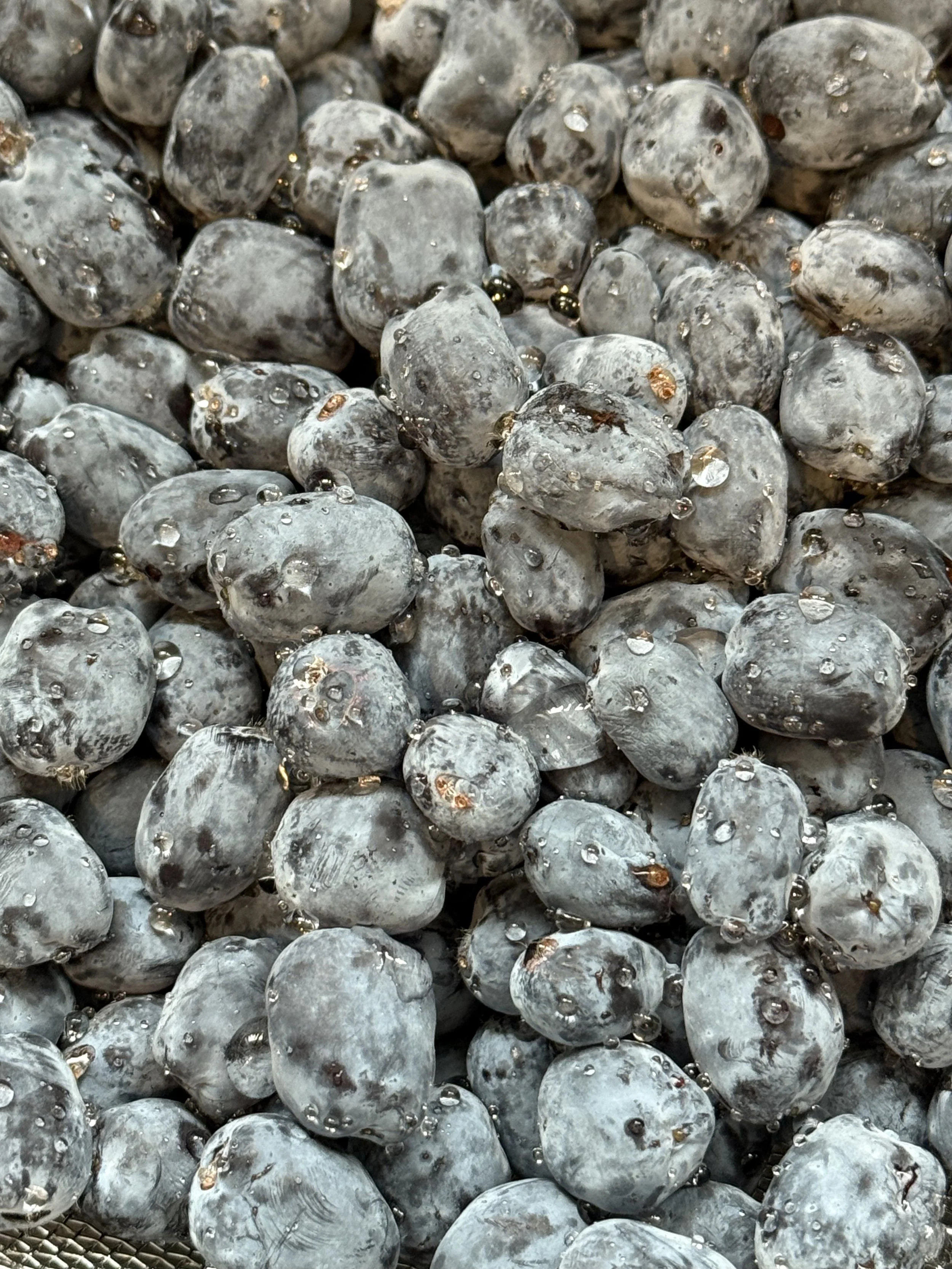 Close-up of frozen Haskap berries with water droplets on them.