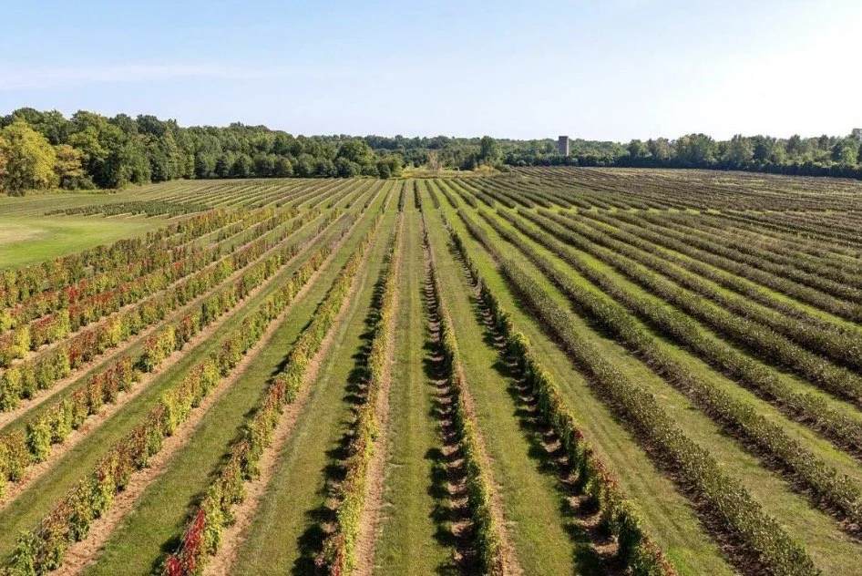 Wide view of a vineyard with rows of berries sretching into the distance, bordered by trees under a clear blue sky. berries are Schisandra, Haskap, Black Currant and Aronia
