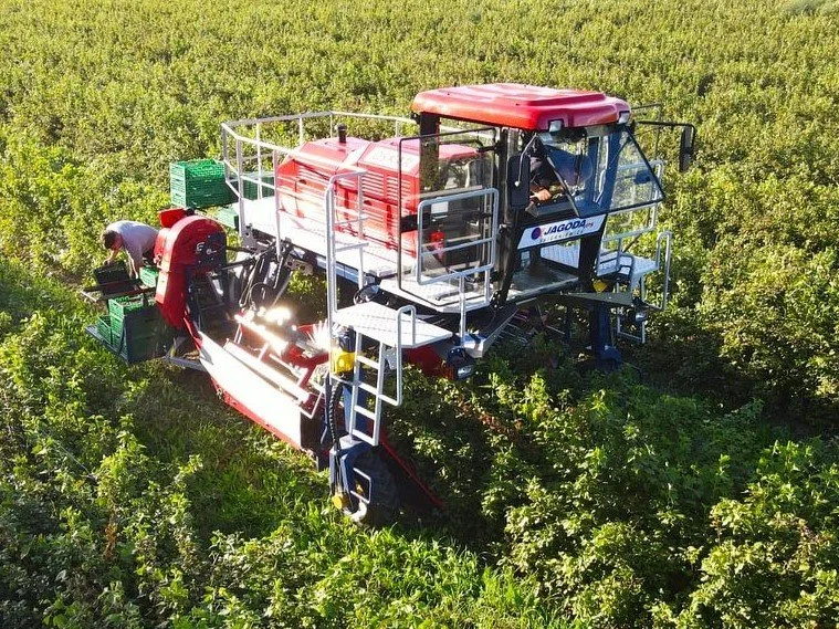 A red Jaoder full row self driving beery harvest machine working in a green crop field.