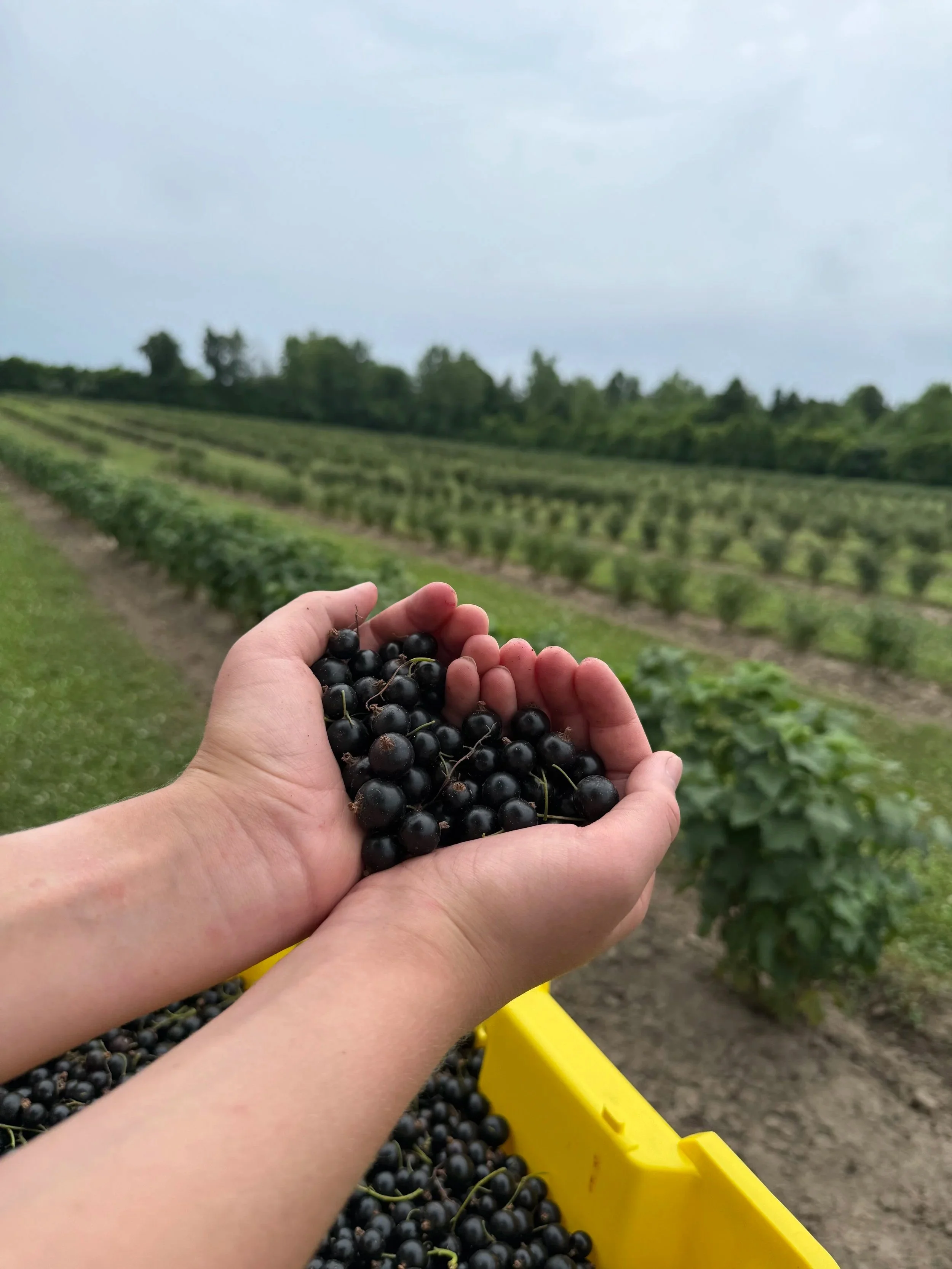 Person holding black currants over a field of berries on a cloudy day.