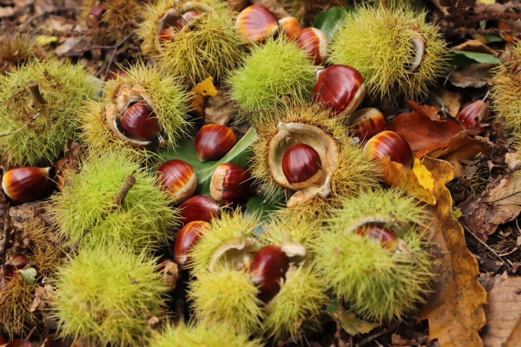 Fallen chestnuts with spiky green burs on autumn leaves and soil