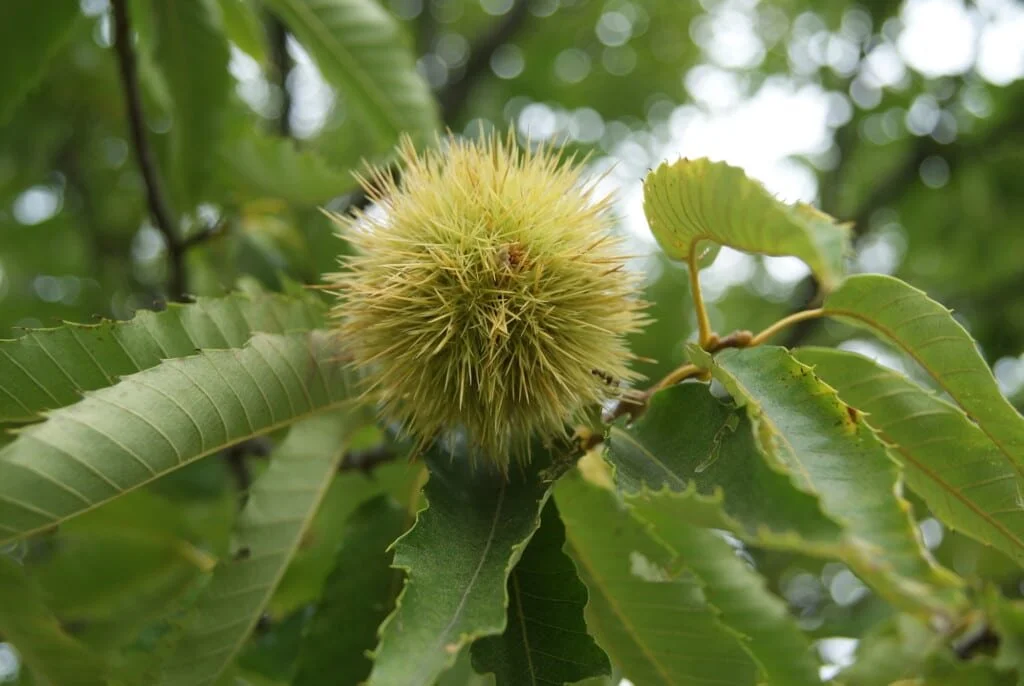 A close-up of a spiky, greenish-yellow chestnut burr on a tree branch surrounded by green leaves.