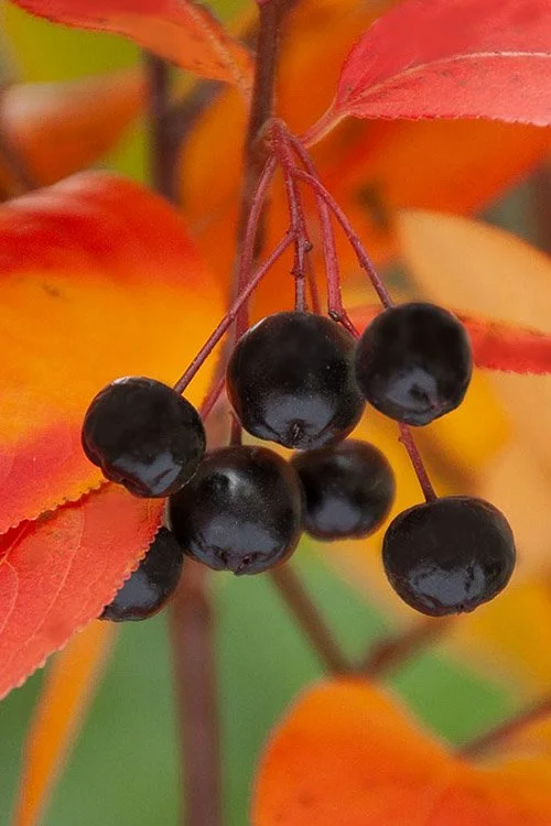 Close-up of black berries hanging from a branch with orange and red autumn leaves in the background.