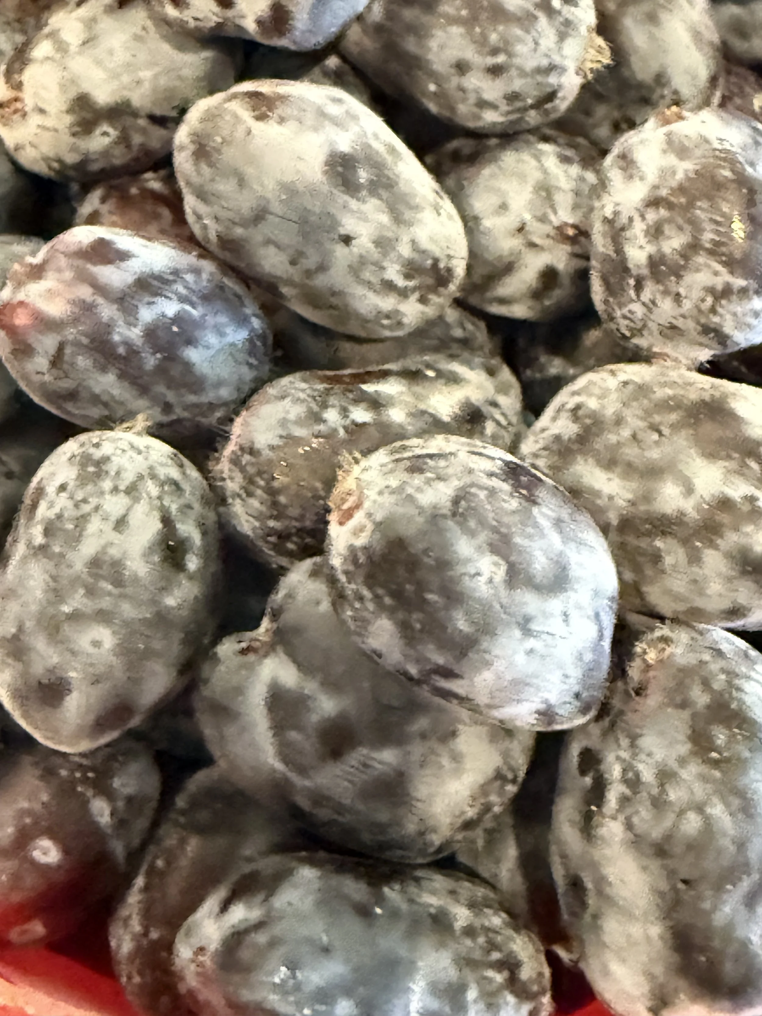 Close-up of a pile of raw, frozen oysters with ice crystals on their shells.