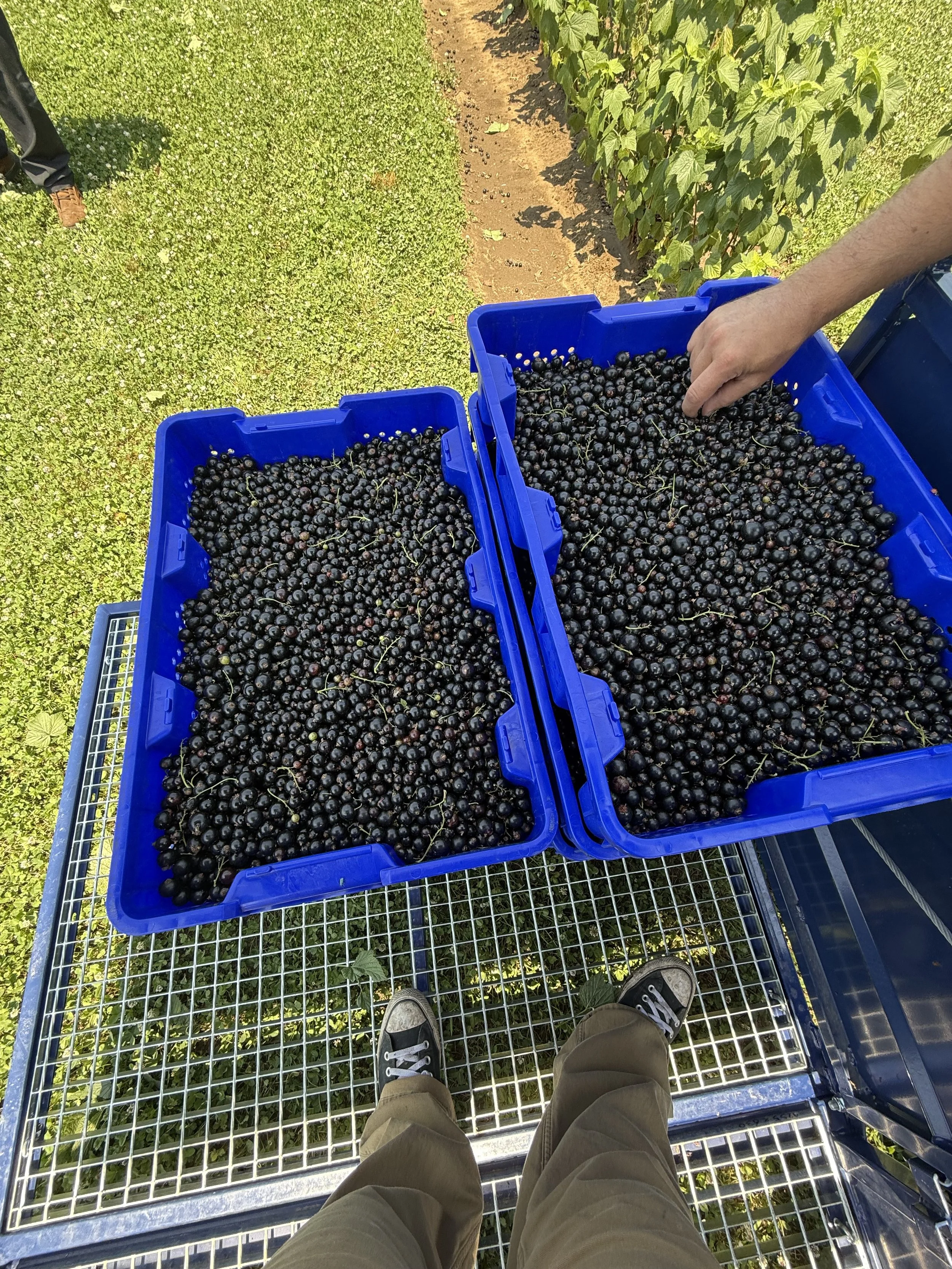 View from above of a person standing on a metal grid platform, harvesting blackcurrants into blue baskets outdoors. The person's feet are visible, and another person's hand reaching into one of the baskets.