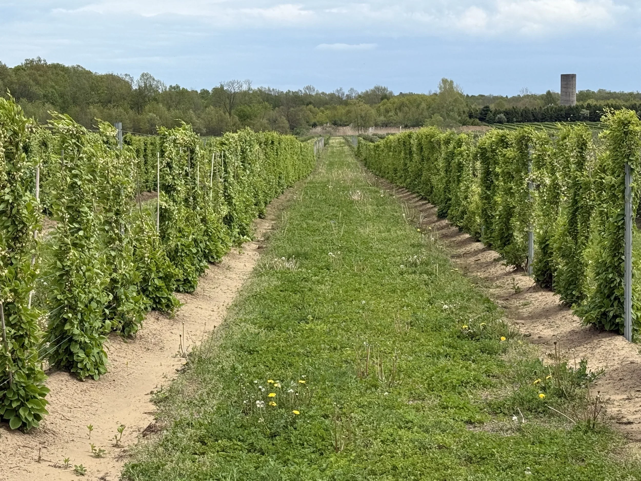 A vineyard with rows of grapevines on either side of a grassy path, under a partly cloudy sky with trees in the background.