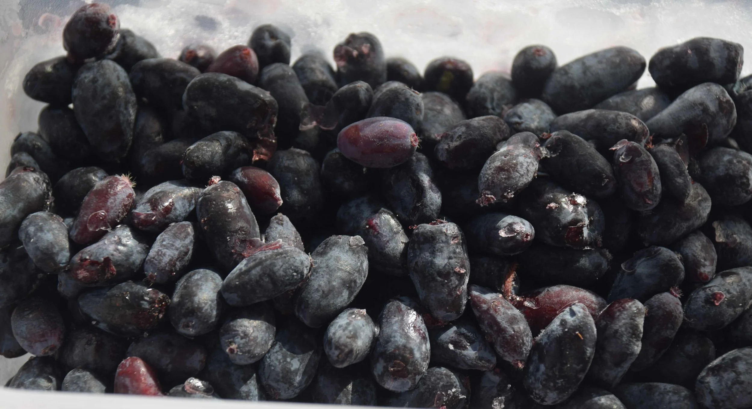 Close-up of a pile of black and dark purple Haskap berries