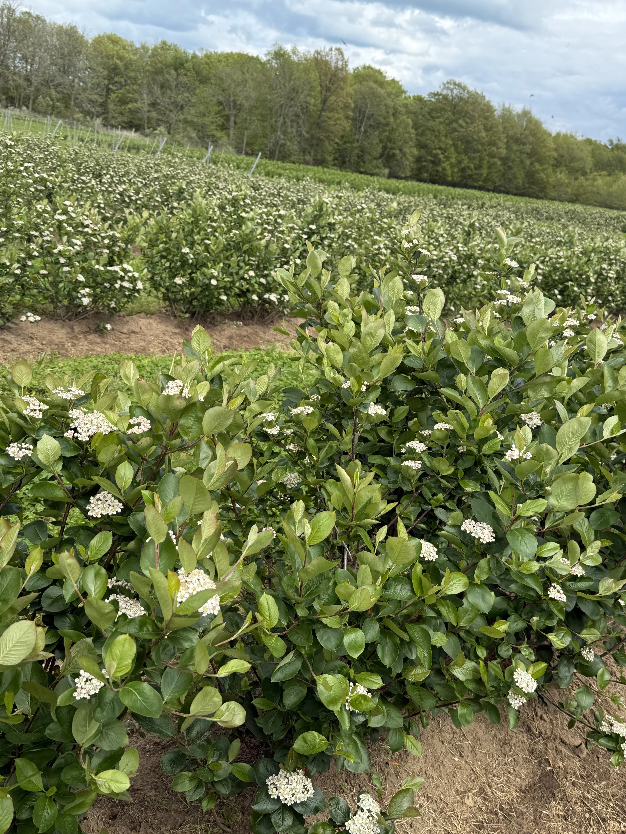 Green Aronia  bushes with white flowers in a farm field with rows of similar bushes in the background, under a cloudy sky.