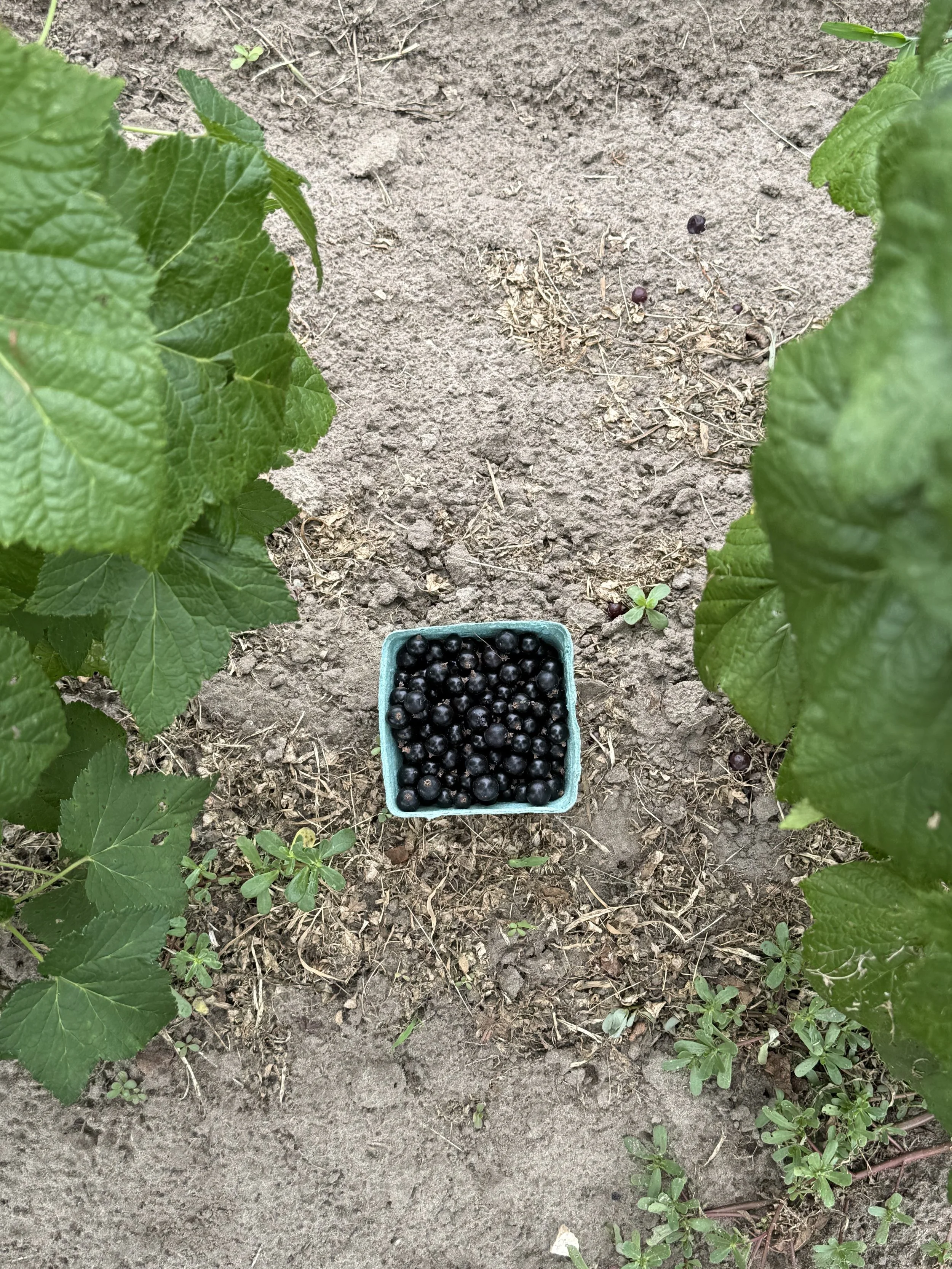 A small basket filled with dark purple or black berries, placed on bare soil in a garden with green leafy plants surrounding it.