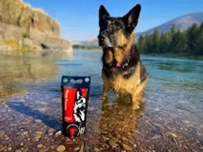 German Shepherd dog sitting in water near a rocky shoreline with mountains and trees in the background.