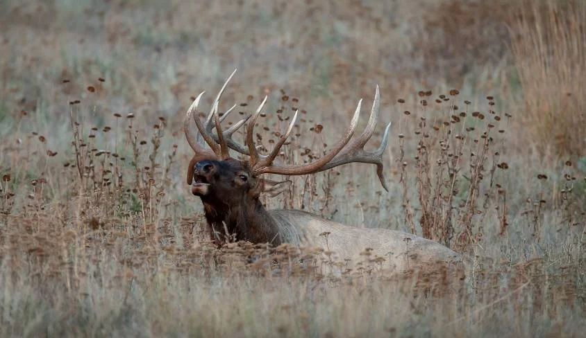 A large elk with impressive antlers lying in a grassy field with dried plants.