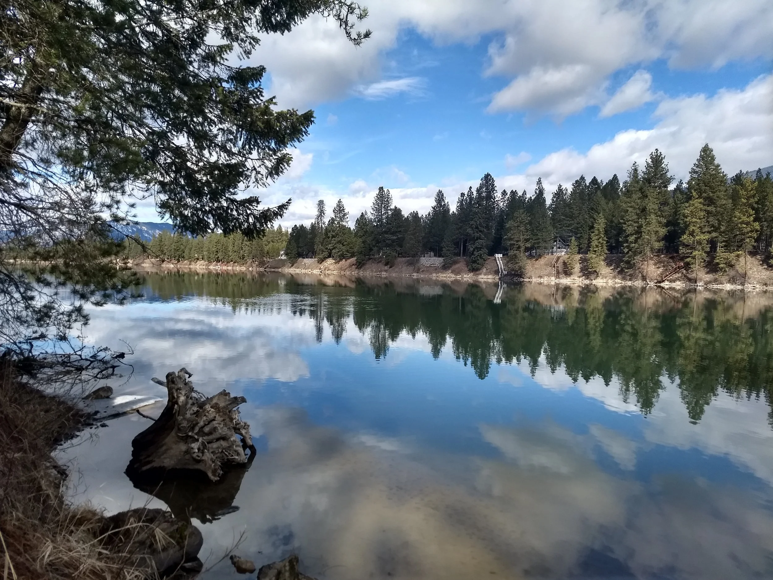 A calm lake reflecting the cloudy blue sky, surrounded by pine trees and a rocky shoreline with a large fallen tree trunk.