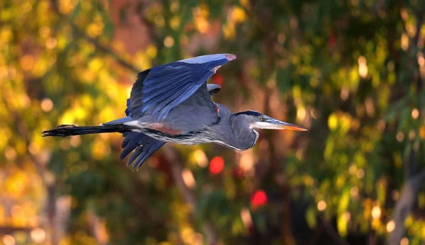 A heron flying against a background of autumn leaves.