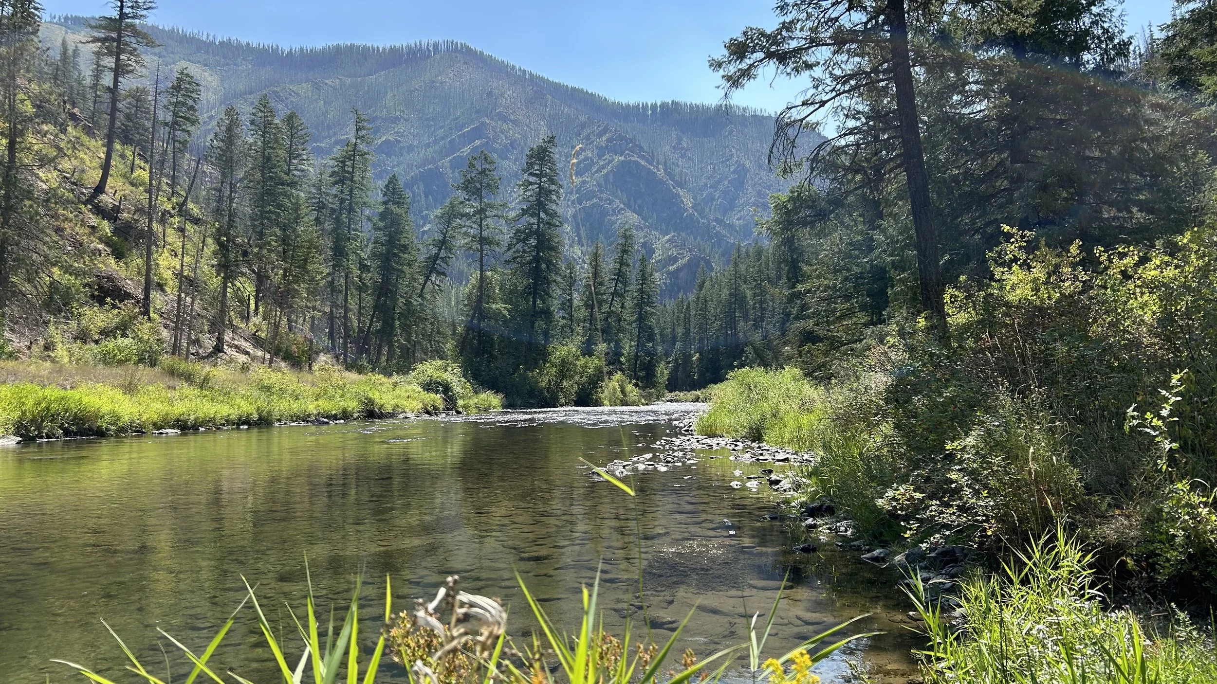A scenic mountain river flowing through a lush forest with tall pine trees and green grass under a clear blue sky.