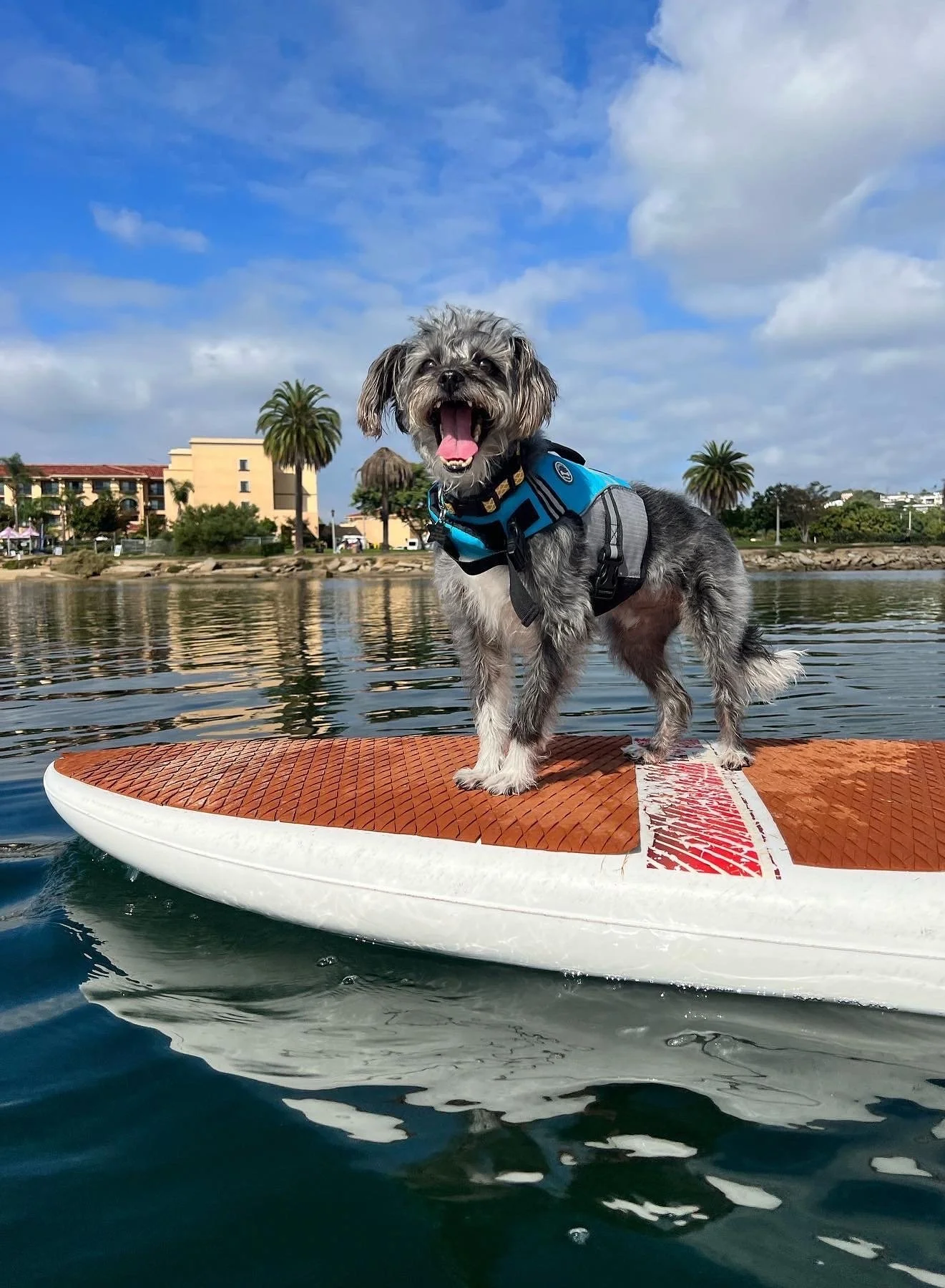 A small dog with gray and black fur standing on a paddleboard on the water, wearing a blue life jacket, with a cityscape and palm trees in the background.