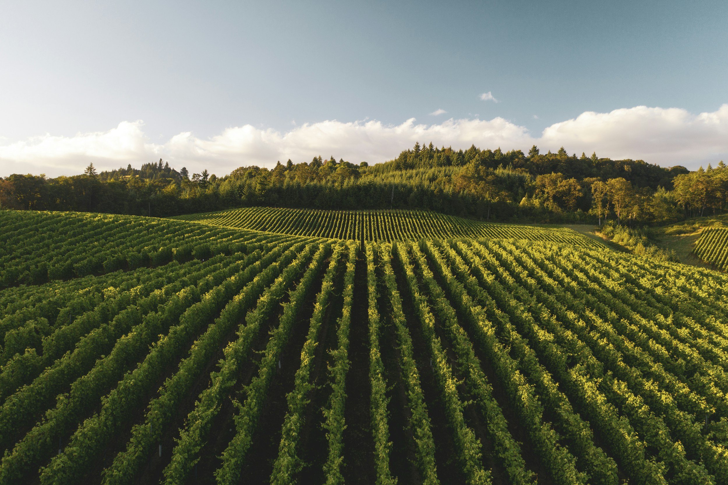 Vast vineyard of green grape vines on rolling hills under a blue sky with fluffy clouds.