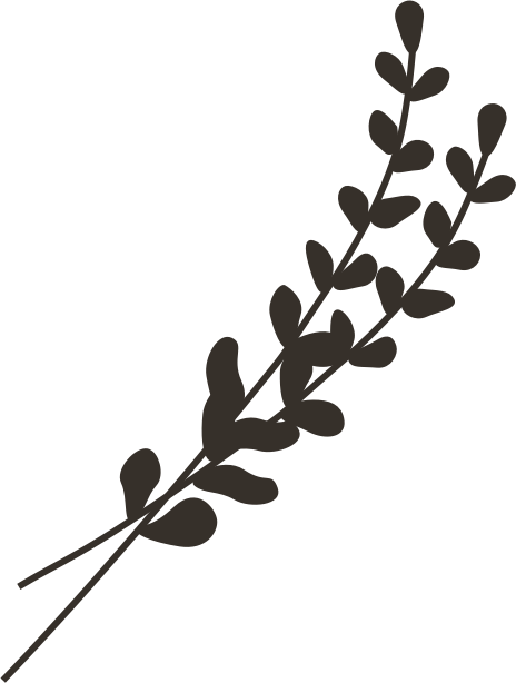 A black silhouette of a sprig of leaves and small buds against a dark background.