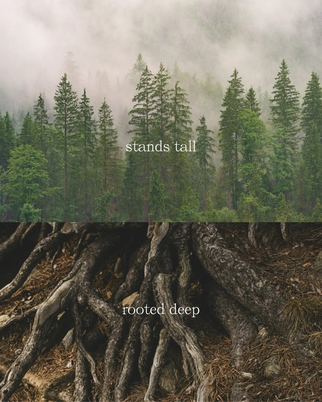 Nature reminds me again and again that depth is not a flaw, it&rsquo;s the foundation. 

Roots hold the tree, thorns protect the rose, depth gives the ocean its power.

What looks soft, strong, or calm on the outside
often grew from something hard ❤️