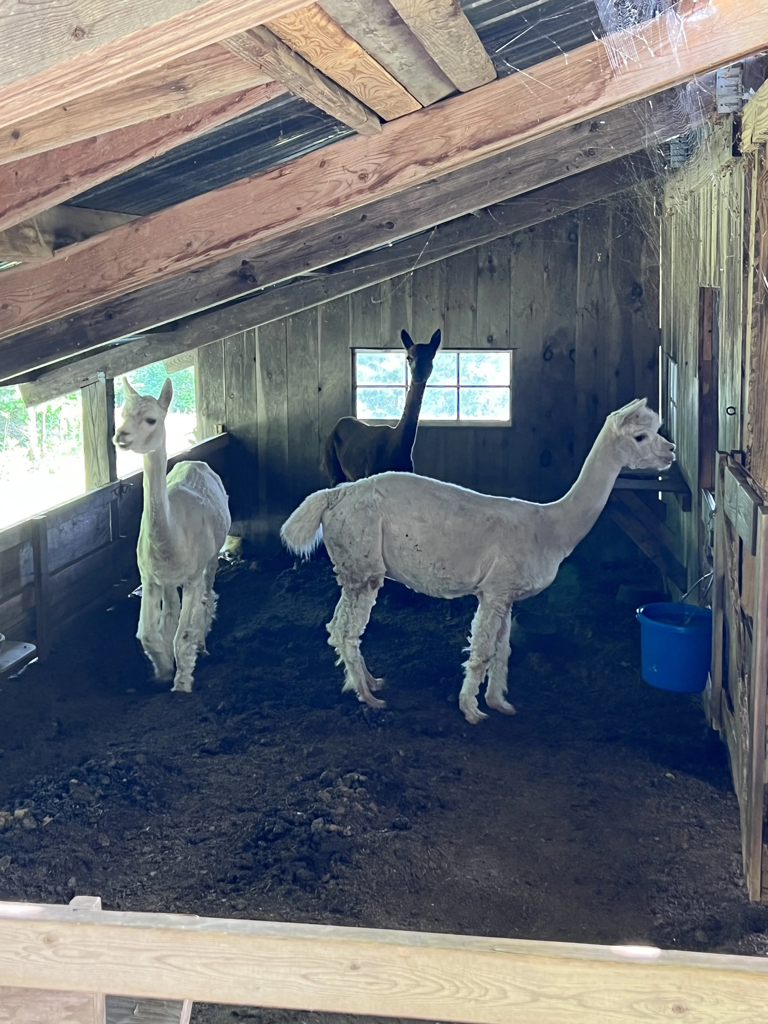Farm Stay in Stoddard, New Hampshire