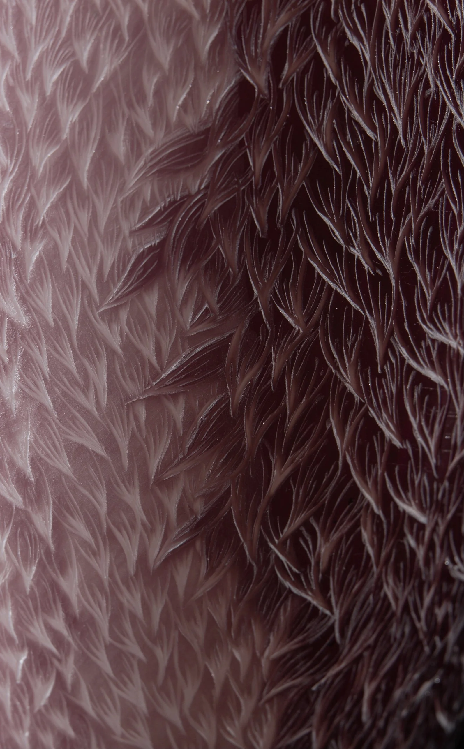 Great auk detail 2.jpg