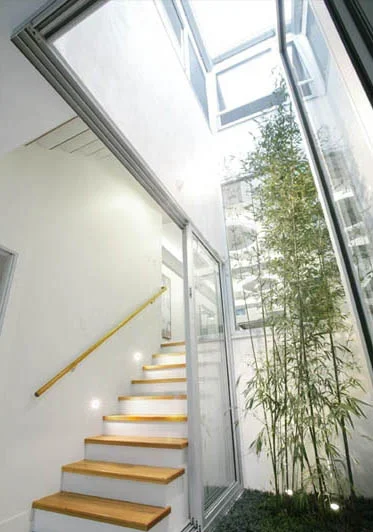 Interior view of a modern stairway with wooden steps and a handrail next to a glass wall with a large potted bamboo plant, leading to a skylight ceiling.