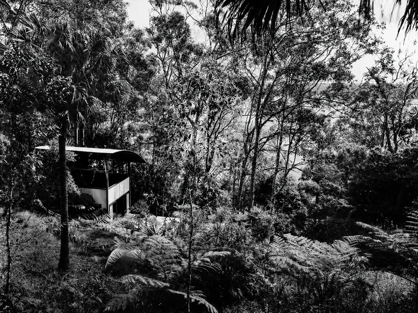 Designed by Peter Stutchbury. A black and white photo of a dense forest with a modern house partially visible on the left side among trees and foliage.
