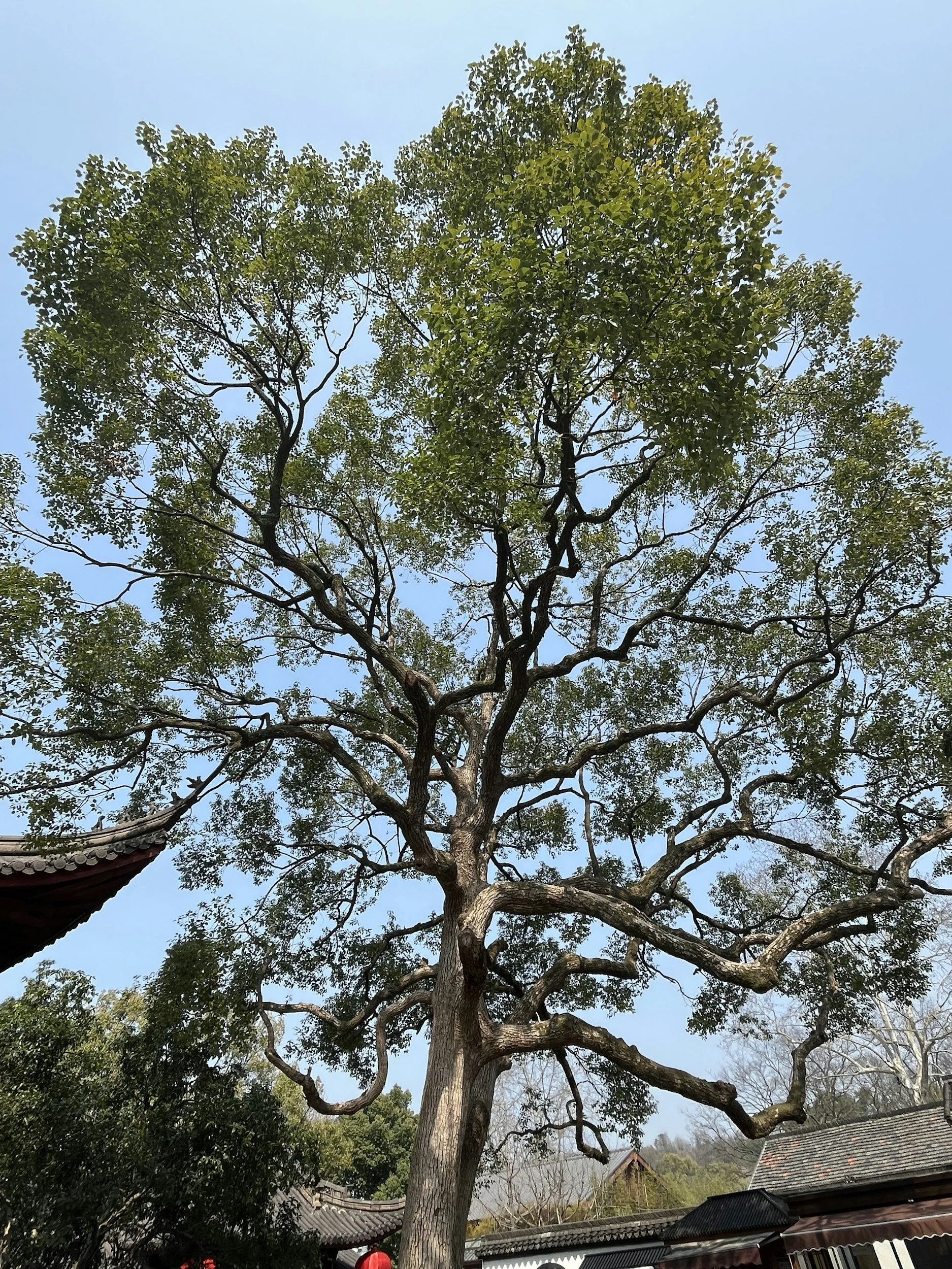 光臘樹｜森林裡的鐵甲武士 Griffith's Ash｜The Iron-Clad Forest Warrior