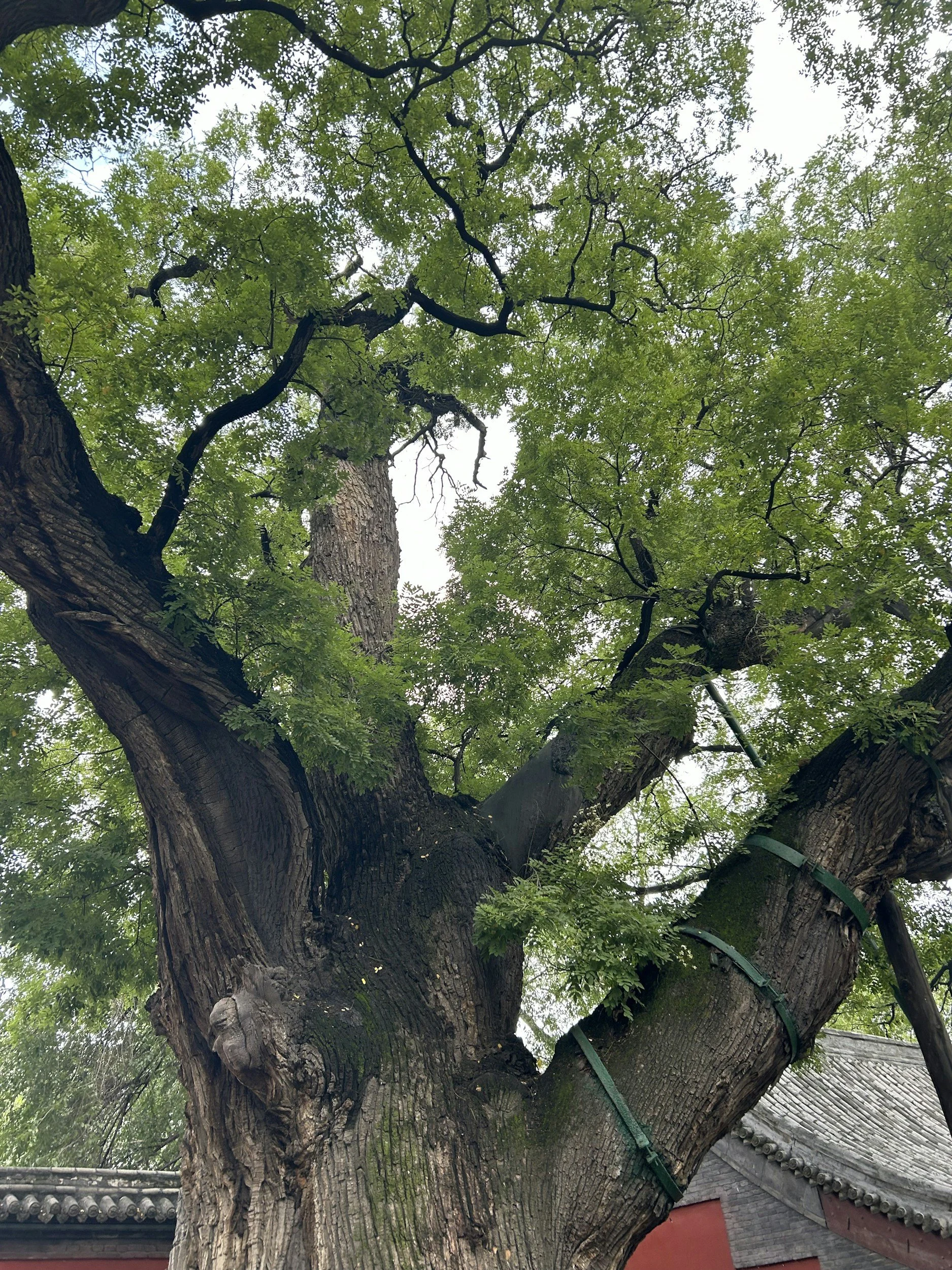 鳳凰木｜火熱的畢業祝福曲 Royal Poinciana｜The Fiery Song of Blessings