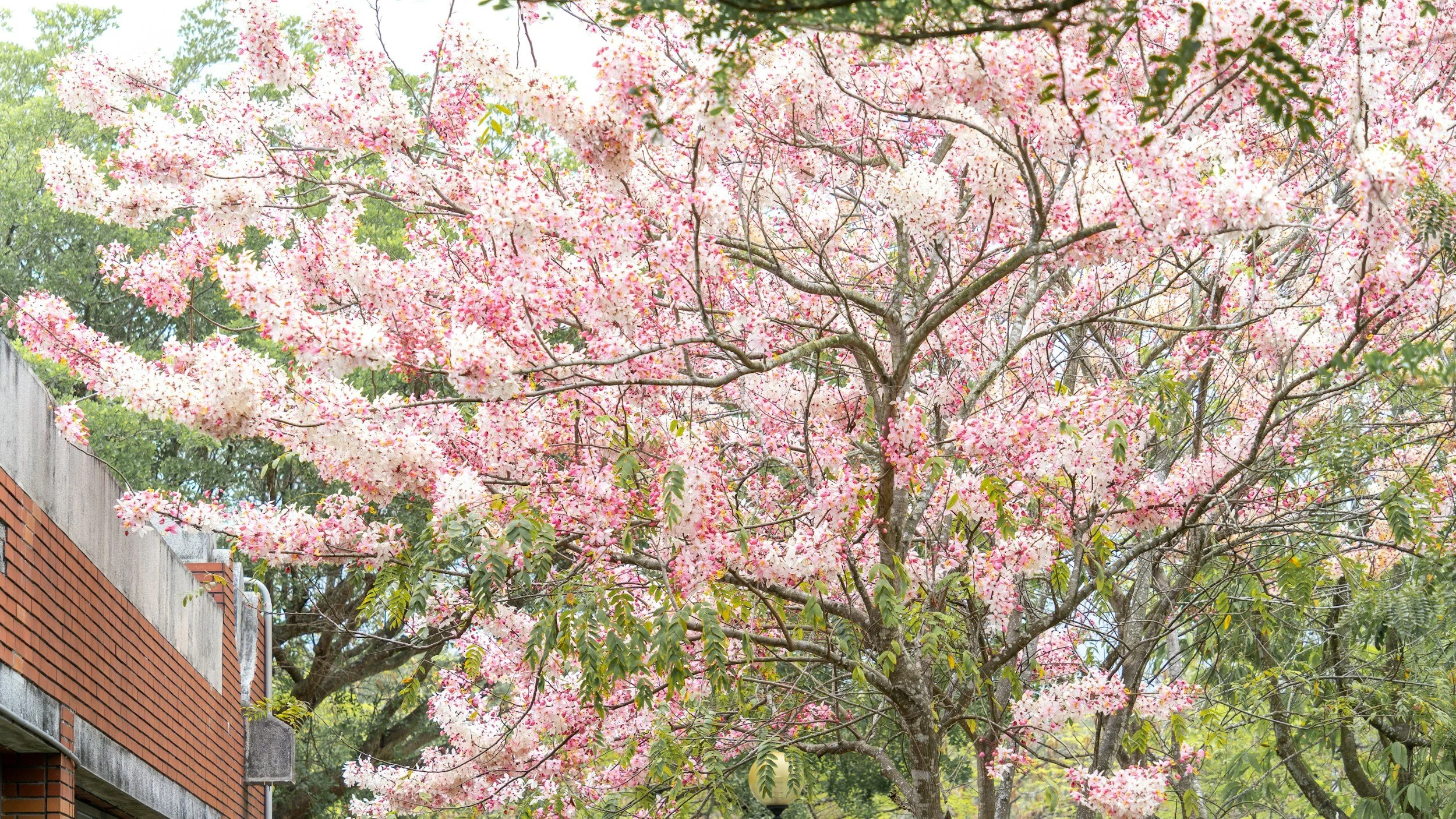 花旗木｜山城的粉紅新住民 Pink Shower Tree｜The Pink Newcomer of the Hills