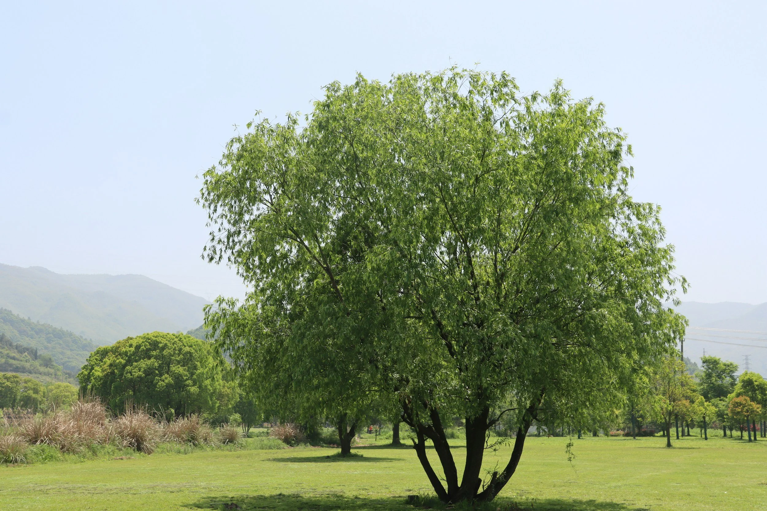 樟樹｜走向世界的綠色英雄 Camphor Tree｜The Green Hero Who Went Global