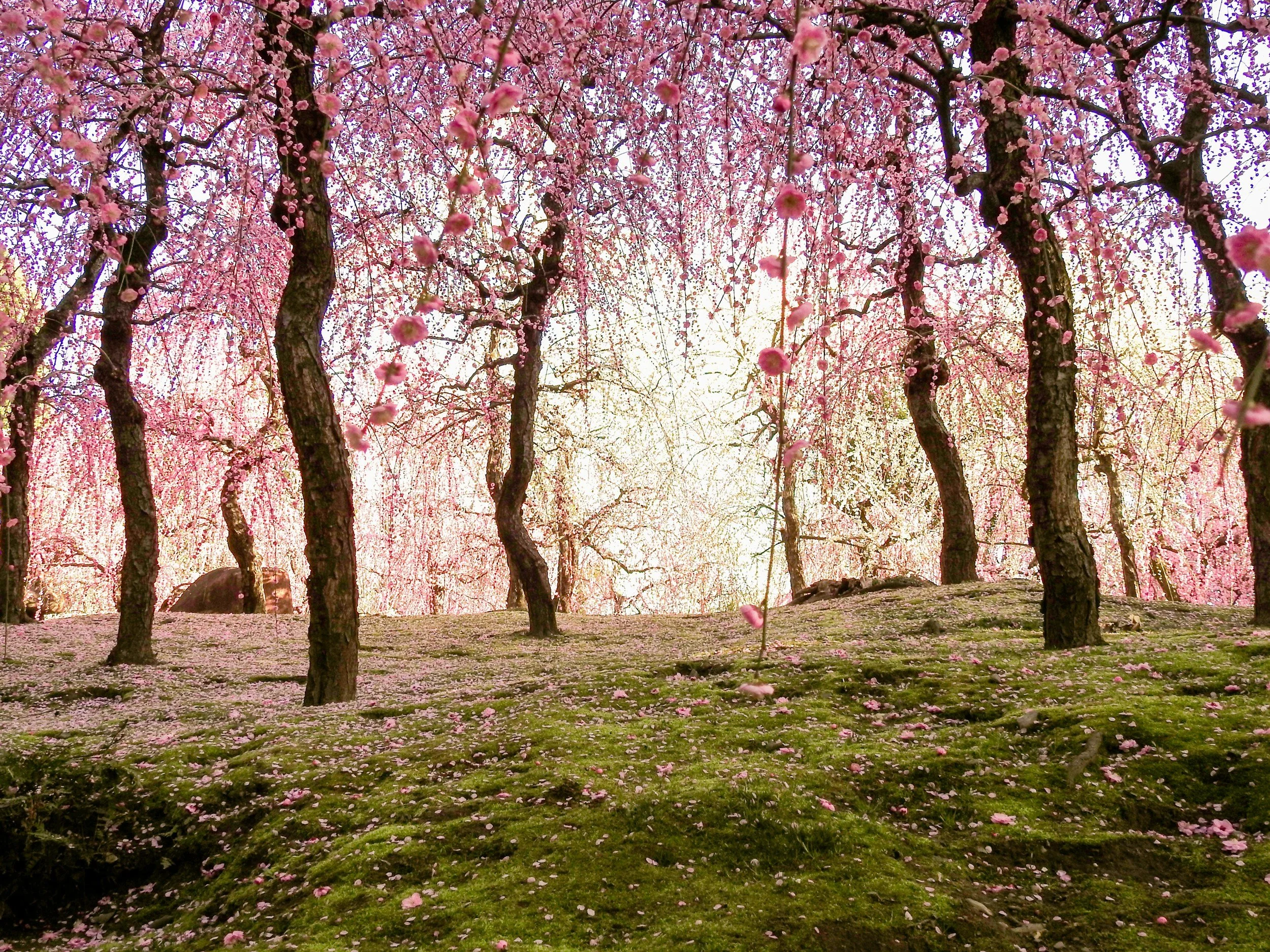 梅樹｜堅毅傲骨的南投國魂 Plum Tree｜The Resilient Soul of Nantou