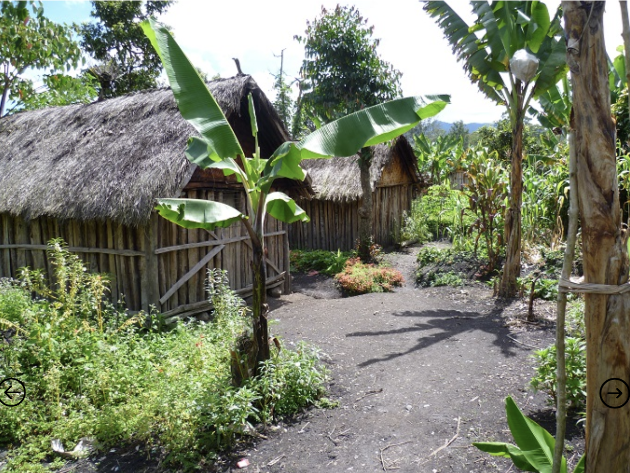 Papua New Guinea Bunum Wo–Kula Peaberry
